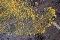 Myxomycète (Blob ou Physarum polycephalum)